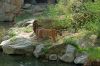Berliner-Zoo-2013-130506-DSC_0312.jpg