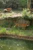 Berliner-Zoo-2013-130506-DSC_0318.jpg