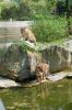 Berliner-Zoo-2013-130506-DSC_0331.jpg