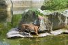 Berliner-Zoo-2013-130506-DSC_0336.jpg
