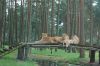 Safaripark-Serengeti-Park-Hodenhagen-070728-DSC_0165.jpg