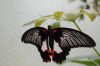 Schmetterlingspark-Alaris-Buchholz-110514-DSC_0698.JPG