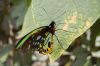 Schmetterlingspark-Alaris-Buchholz-110514-DSC_0701.JPG