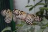 Schmetterlingspark-Alaris-Buchholz-110514-DSC_0703.JPG
