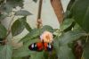 Schmetterlingspark-Alaris-Buchholz-110514-DSC_0705.JPG